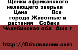 Щенки африканского нелающего зверька  › Цена ­ 35 000 - Все города Животные и растения » Собаки   . Челябинская обл.,Аша г.